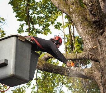 An-Affordable Tree LLC. | Tree Services in Warrenton MO