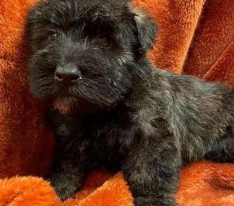 Scottish Terrier Puppies for Sale