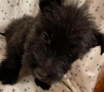 Best Scottish Terrier Puppies for Sale