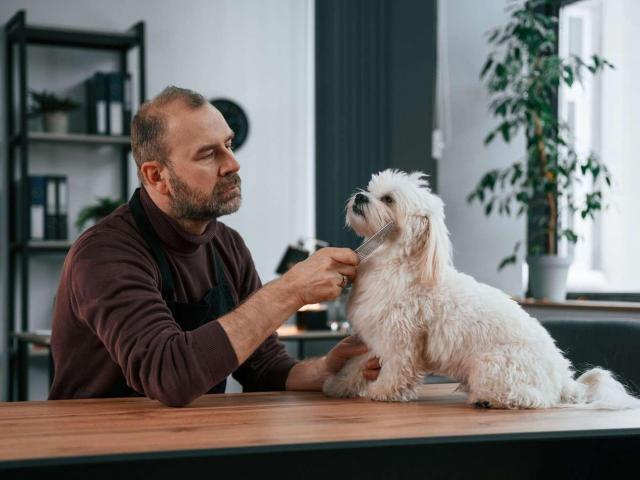 Meet-and-Greet: 6 Essential Questions to Ask Pet Groomers