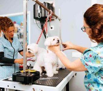 Explore Furrari Pet Spa in Lake Bluff