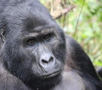 Uganda Gorilla Trek: A Majestic Adventure into Bwindi's Wilderness!