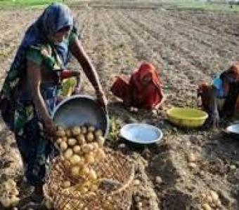 Etawah News: Potato production reduced due to cold, possible decline of up to 15 percent