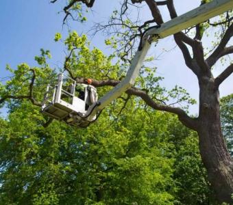 Andrew Tree Service | Arborist and Tree Surgeon in Garden City MI