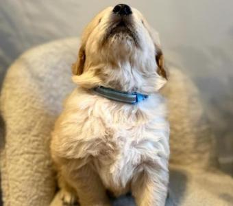 Beautiful Golden Retriever puppies