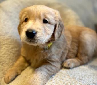 Beautiful Golden Retriever puppies