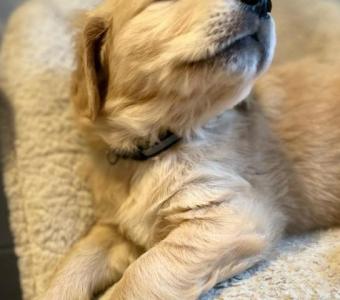 Beautiful Golden Retriever puppies