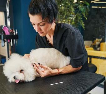 The Tip’s Tale: Why It Matters for Pet Groomers