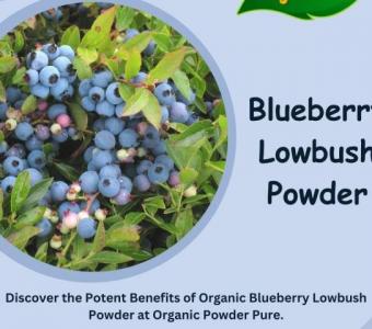 Discover Blueberry Lowbush Powder at Organic Powder Pure!