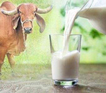 Buy gir cow milk online and purest dairy no Experience the joy