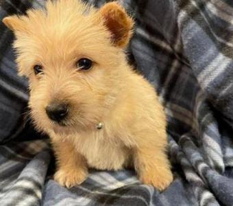 Best Scottish Terrier Puppies for Sale