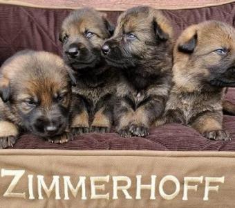 DDR German Shepherd puppies Available