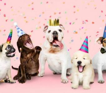 Pet Grooming Party in Chicago: Join PawCare in Its 1st Anniversary Celebration