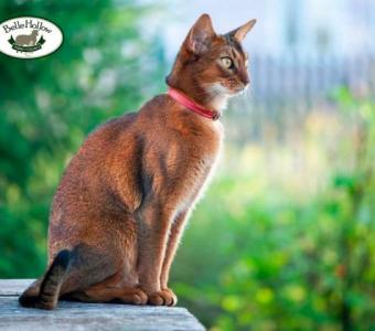 Egyptian Cats for Sale: Explore Ancient Beauty in Modern Pets