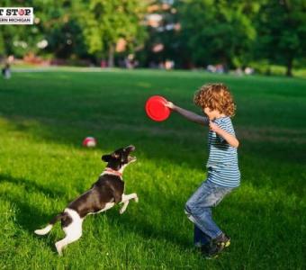 Pet Stop Dog Fence: The Perfect Solution for Containing Your Dog in Style