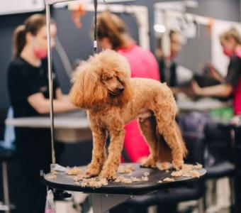 Beyond the Basics: Advanced Tips and Tricks for Poodle Grooming