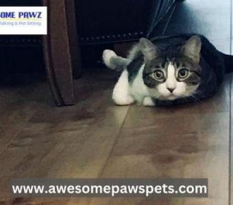 Exceptional Cat Sitting in Sugar Land - Awesome Pawz Pet Care, LLC