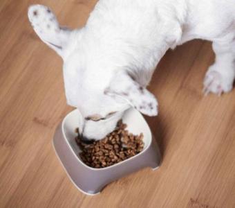 Pet Nutrition and Shine: 7 Ways Your Pet’s Diet Influences Coat Health