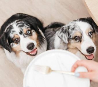 Nutrition for Pets: 10 Food Items You Must Feed Your Furry Pals for a Healthy Coat