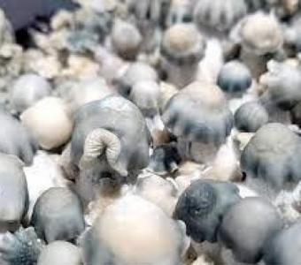 Grow And Stock Up Mushrooms With Mushroom Spores For Sale