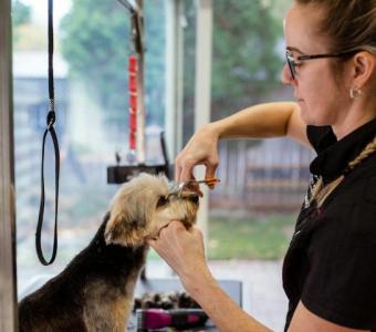 Here’s How the Top Pet Grooming Software Stacks Up