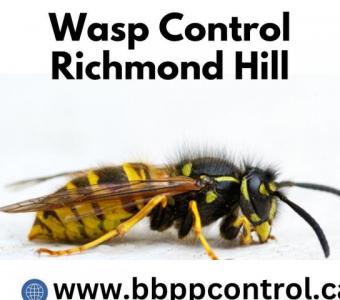 B.B.P.P. Wasp Control Service Richmond Hill - Free Quote