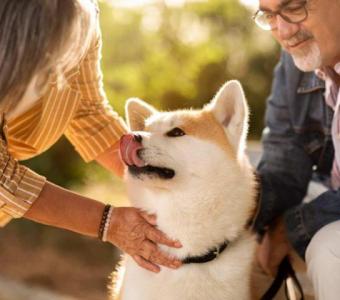 Senior Pet Care – Early Detection and Management of Pet Health Concerns