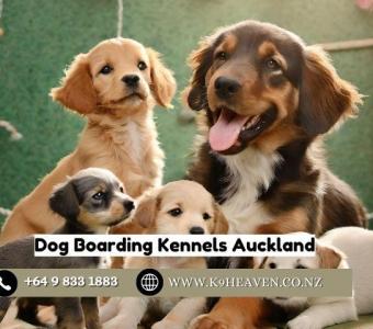 Dog Boarding Kennels Auckland