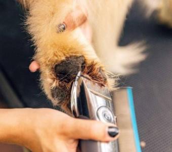 Gearing Up: 20 Must-Have Grooming Tools for Groomers