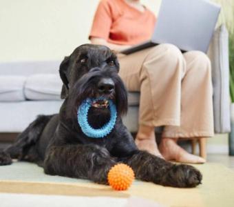 Rain or Shine: Unleashing Indoor Fun Activities for Dogs and Cats