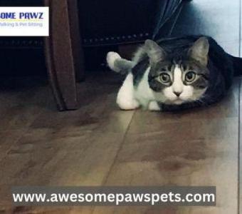 Rosenberg's Top Cat Sitting - Awesome Pawz