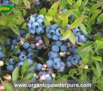 Premium Blueberry Lowbush Powder at Organic Pure