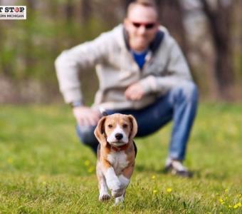 Secure Your Pet with Michigan Dog Fence | Get a Quote Today