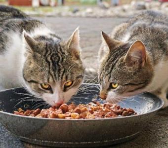 Nutrient-Rich Kitten Food: Fueling Healthy Growth and Playfulness!