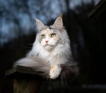 Price of Maine Coon cats