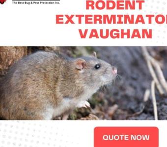 Reliable Rodent and Rat Exterminator in Vaughan - B.B.P.P.