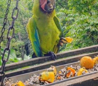 Buffon/Great Green Macaw for Sale