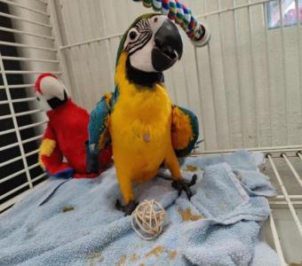 Well Tamed Male and Female African Grey Parrots, Macaw, Cockatoo