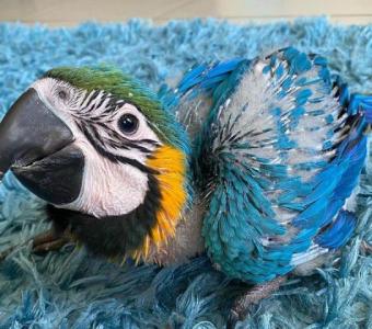 Well Tamed Male and Female African Grey Parrots, Macaw, Cockatoo