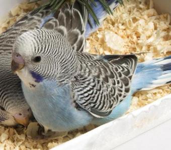 Well Tamed Male and Female African Grey Parrots, Macaw, Cockatoo