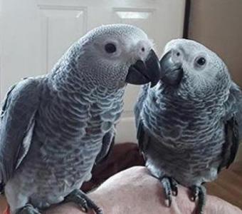 Well Tamed Male and Female African Grey Parrots, Macaw, Cockatoo