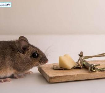 Say Goodbye to Rats in Los Angeles! Ecola Termite & Pest Control Services Can Help