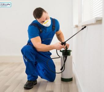 Ecola Termite and Pest Control Services - Your Trusted Solution for Termite Control in Ventura