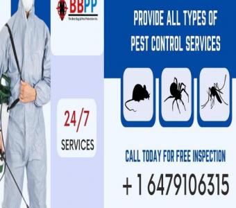 Rat Exterminator Vaughan Effective Pest Solutions at - B.B.P.P.