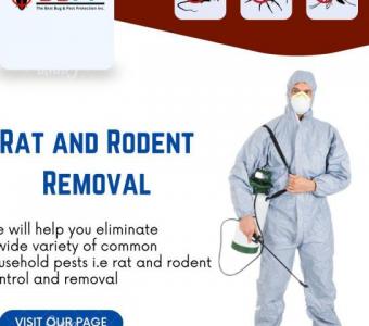 Rodent Control Experts in Richmond Hill - B.B.P.P. Pest Control