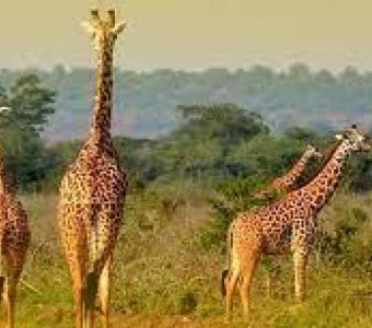 Experience the thrill of the wild with African Traveller Ltd's exclusive African safari tours.