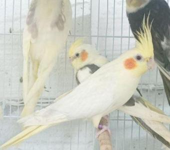 Buy Cockatiel Yellow