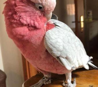 Rose-Breasted Galah Cockatoos for Sale