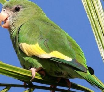 Buy Canary-Winged Parakeet