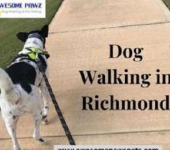 Top Dog Walking in Richmond | Awesome Pawz